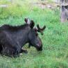 images/Schweden/Schweden 2009/IMG_4455.jpg